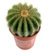 Notocactus_warasii_1